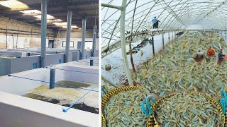 10000000 Shrimp Hatchery  Complete Process Of Shrimp Hatcheries [upl. by Aikyn]