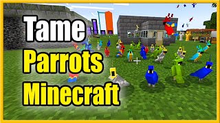 How to tame a Parrot in Minecraft [upl. by Salot197]