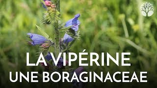 La vipérine Echium vulgare de la famille de la bourrache [upl. by Annovoj]