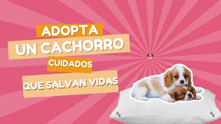 CUIDADOS PARA TU CACHORRO DESPUES DE LA ADOPCIÓN [upl. by Ycrem]