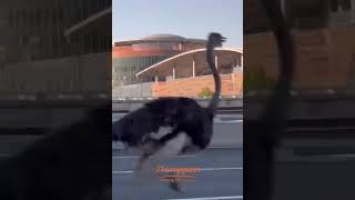 An Ostrich Was Seen Running Wildly On The Road In Zhengzhou [upl. by Etat]