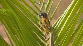 Weaver bird at work [upl. by Melise945]