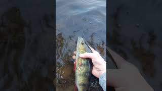 Baby perch2024 fiskeknute fishing carp icefishing wintersport youtube fiskeri perchfishing [upl. by Aigil459]