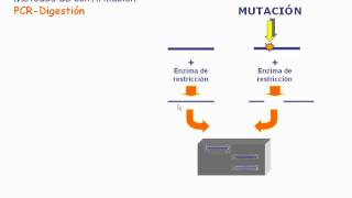 Detección de mutaciones por PCRdigestión [upl. by Alvar310]