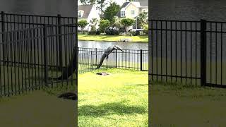 Alligator Caught Struggling to Climb Over Fence [upl. by Miquela892]