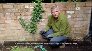 How to treat ivy on your wall with Roundup weedkiller gel  Video [upl. by Kiah523]