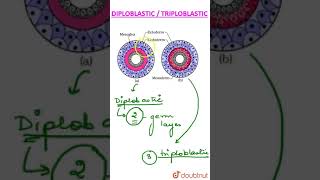 Diploblastic vs Triploblastic [upl. by Seek]