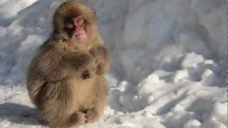 Kambayashi Onsen Snow Monkey Nagano  Jigokudani Yaen Koen [upl. by Linetta]