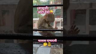 Sasuji Atta Dedo shorts monkeycomedytrending funny subscribe [upl. by Bittner947]