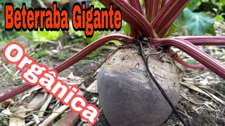 COMO PLANTAR BETERRABA  INCRÍVEL BETERRABA GIGANTE 😱😱 [upl. by Ainotal]