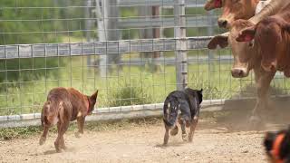 Working Dogs in Action  Australian Working Kelpie  Dogs in Slow Mo  Dogs with Jobs  Muster Dogs [upl. by Hitoshi852]