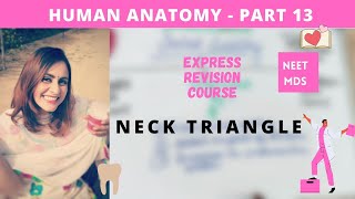 human anatomy  neck triangle anatomy 3d [upl. by Llirrem664]