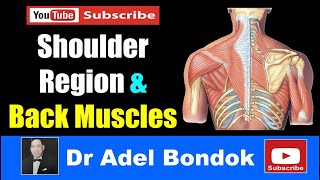 Muscles of the Shoulder Region and the Back Dr Adel Bondok [upl. by Ojeitak]