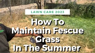 How To Maintain Fescue Grass In The Summer [upl. by Egap]