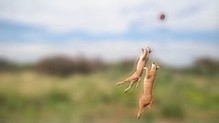 Caracal jump [upl. by Notnef]