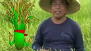 Proper Nutrition for Rice Crops [upl. by Herbst]