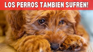 🤔¿Por Qué Tu Perro Está Estresado ¡Descubre las Causas [upl. by Theurer]