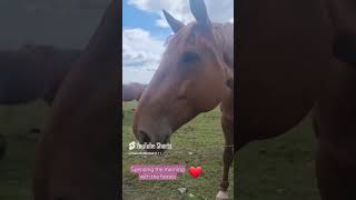 My Morning Routine Visiting The Horses  A morning with the horses  manifesting owning a horse [upl. by Aerdnaed]