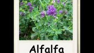 अल्फाल्फा ALFALFA एक वरदान महाऔषधि HEALTH TIPS IN HINDI  ESTROGEN  PROGESTERONE TESTOSTERONE [upl. by Alta722]