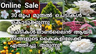 Sale🥰 പലതരം ചെടികളും fruits പ്ലാന്റ്സിന്റെ തൈകളും അതും മിതമായ വിലയിൽ whatsapp 6238606684 [upl. by Ellehsem884]