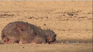 Poor Mama Hippo  Nat Geo Wild [upl. by Arihsan]