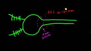 Axon Hillock vs Axon Initial Segment AIS [upl. by Lyrrad]