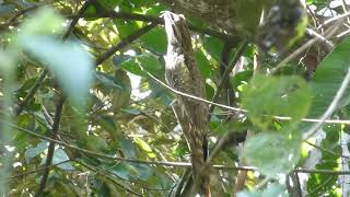 Longtailed Potoo Nyctibius aethereus longicaudatus Tarapoto Peru 1 July 2019 [upl. by Fisk64]