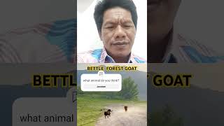 BETTLE FOREST GOAT animals wildlife funny [upl. by Lachus]