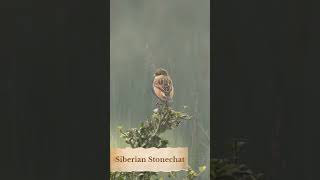 Siberian Stonechat Migratory Bird birds wildlife birdspecies animals rarestbirdsintheworld [upl. by Esej]