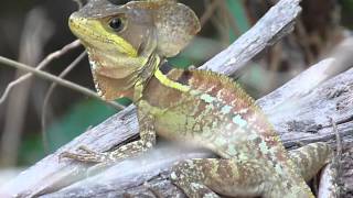 Basiliscus vittatus Brown Basilisk male  Basilisco o charancaco macho [upl. by Luapleahcim]