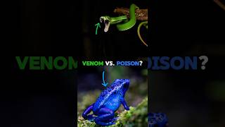 Venom vs Poison Do You Know The Difference 🐍🦋 [upl. by Malvina]