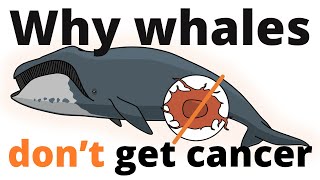 Why whales dont get cancer – Petos paradox [upl. by Littell430]