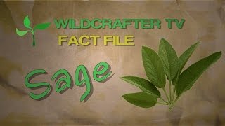 Sage Herb Fact File Uses and Benefits of Sage Herb [upl. by Adamec622]