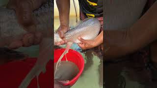 Fish hatchery fish catching fish breading [upl. by Salomone]