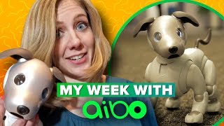 Sony Aibo what its like to live with a robot dog [upl. by Nahgeem]