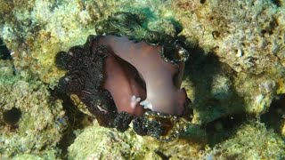 Persian Carpet Flatworm  Fascinating Facts About The quotFlyingquot Flatworm [upl. by Jada]