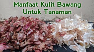 MANFAAT KULIT BAWANG UNTUK TANAH DAN TANAMAN  PESTISIDA  FUNGISIDA ALAMI SERTA CARA MEMBUAT NYA [upl. by Dloraj]