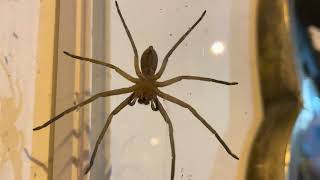 Brown Huntsman Spider Heteropoda jugulans 20221021 [upl. by Oivatco]