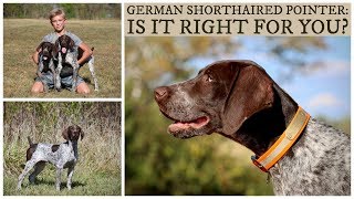 German Shorthaired Pointer  Is It Right For You [upl. by Issak]