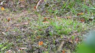 Nelsons Sparrow at Edgewater Park 101423 [upl. by Allertse]