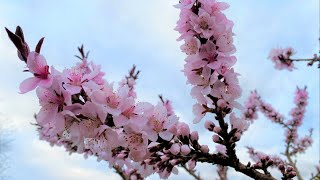 Spring in Full Bloom  Bonfire Patio Peach Tree Prunus Persica [upl. by Adora]