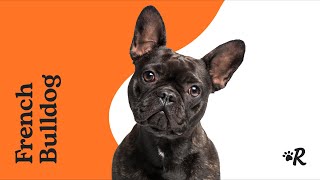 Everything to Know About French Bulldogs [upl. by Luy]