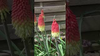 cottagegarden redhotpokerplant kniphofia [upl. by Anekahs]