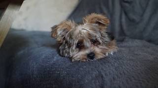 Yorkie Poos First Time at a Groomer 3 months old [upl. by Lois]