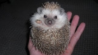 Hedgehogs  DONT purchase before watching THIS [upl. by Frodine136]