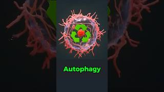 Autophagy Explained in 33 Seconds shorts [upl. by Woodhead]