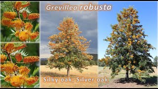 Grevillea robusta  Southern silky oak silver oak How to grow [upl. by Nanreh]