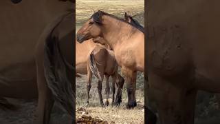 Мугалжар жылкысы horse animals mza [upl. by Meingolda649]