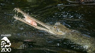 Gharial Feeding at the LA Zoo 🐊 [upl. by Ag]