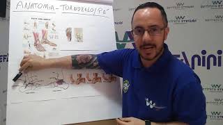 Pés  Série MASSAGEM ESPORTIVA  Anatomia Palpatória [upl. by Atinas]